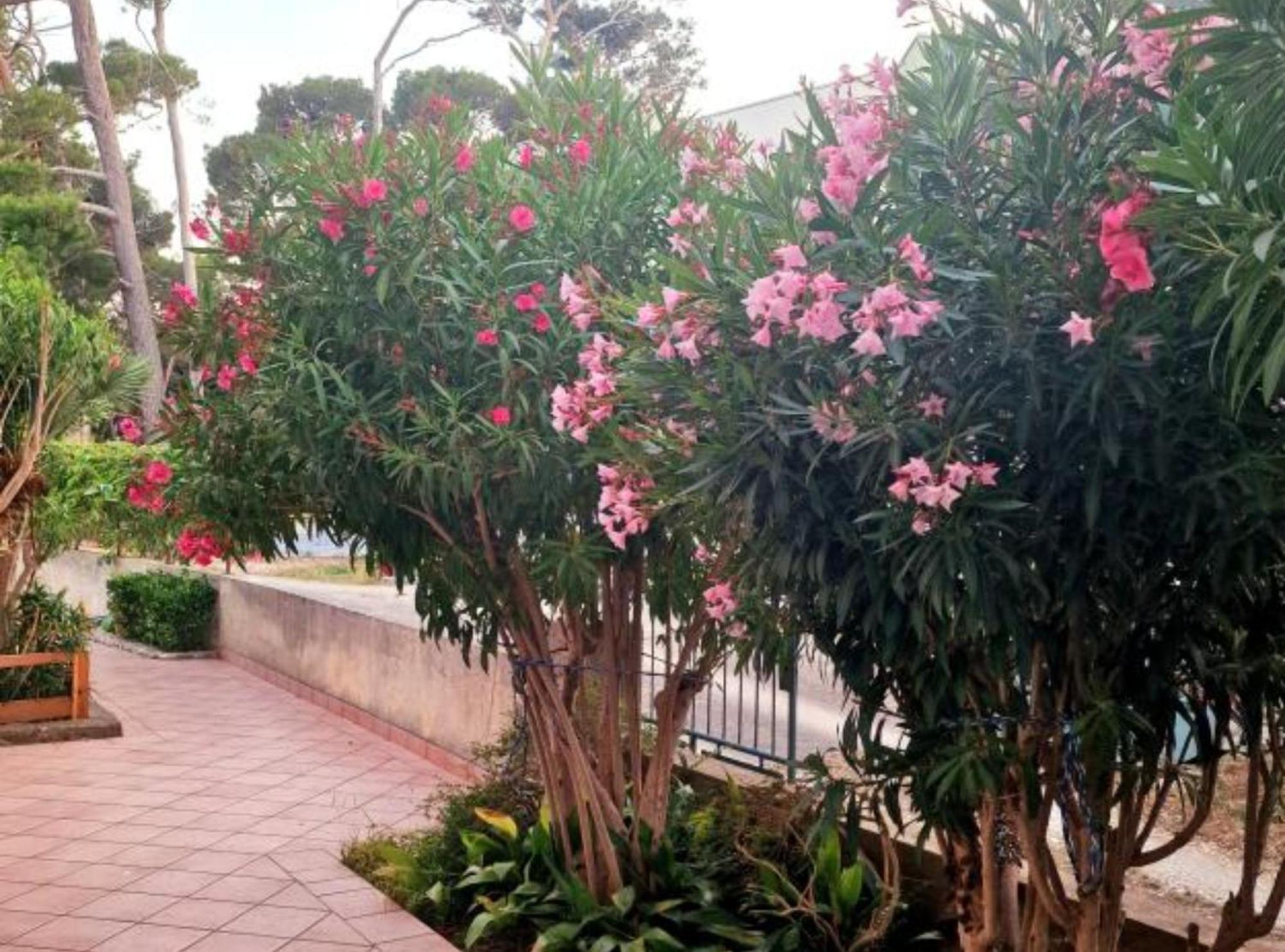 Pansion Belvedere Mali Lošinj Buitenkant foto